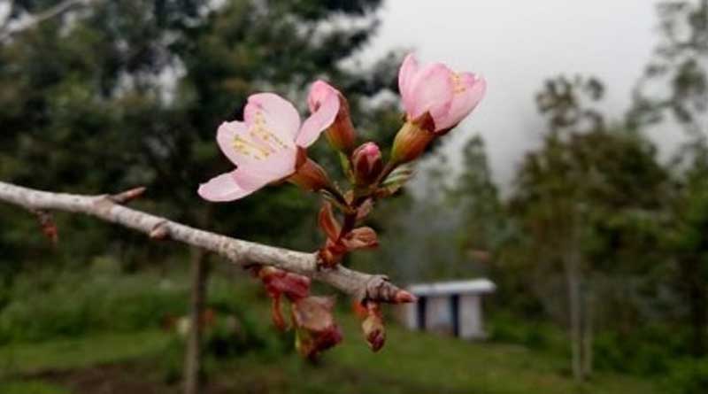 Bunga Sakura Himalaya