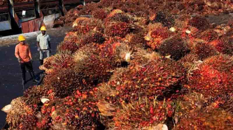 Crude Palm Oil (CPO)