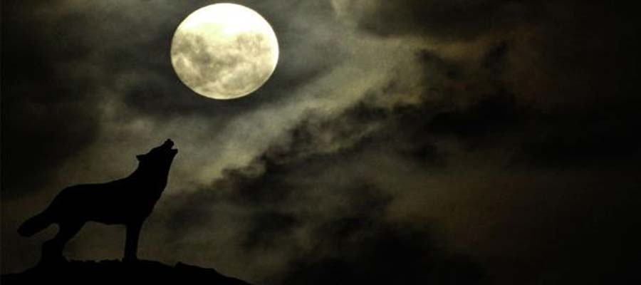 Bulan Purnama Serigala (Full Wolf Moon)